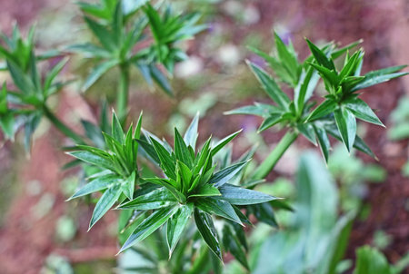 Long coriander or Mexican coriander has stronger aroma and taste similar to fresh coriander leaves. Family is Apiaceae.の写真素材