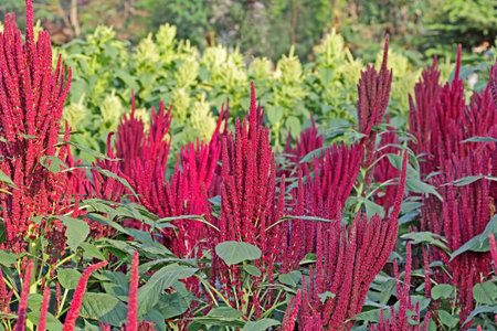 Indian red and green amaranth plants in field. Amaranth is cultivated as leaf vegetables, cereals...