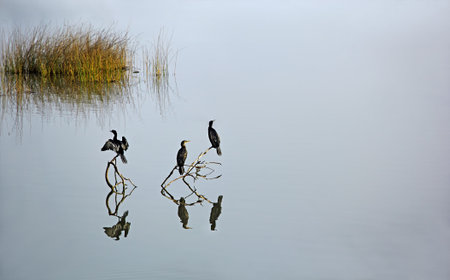 Three cormorants, bird family of Phalacrocoracidae, sitting on dead branches in a tranquil lake, waiting to dive into the water for catching fish.の写真素材