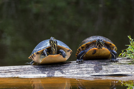 Turtles on a Logの写真素材