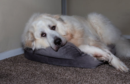 Great Pyrenees laying on Dog Bed
