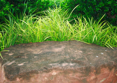 Closeup beautiful spider plant and a part of red rockの写真素材