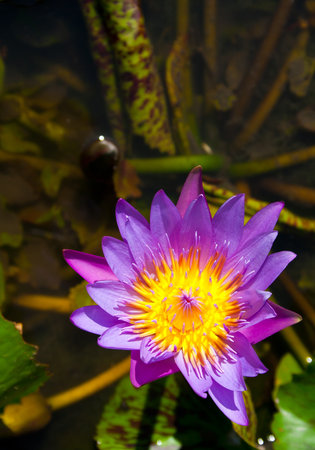 The purple lotus in the pondの写真素材