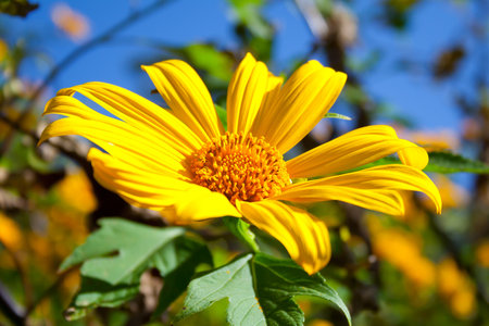 Tithonia diversifolia plant is commonly known as the tree marigold, Mexican tournesol, Mexican sunflower, Japanese sunflower or Nitobe chrysanthemumの写真素材