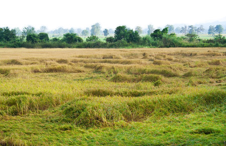Agriculture landscape view of rice field in Asian countryside isolated on white sky の写真素材