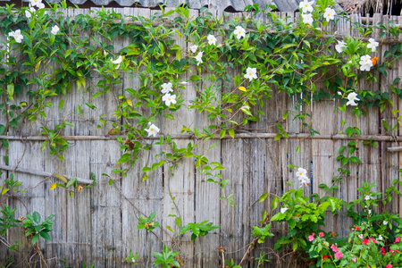 The bamboo wall with the climber flowering plant in urban district of Asiaの写真素材