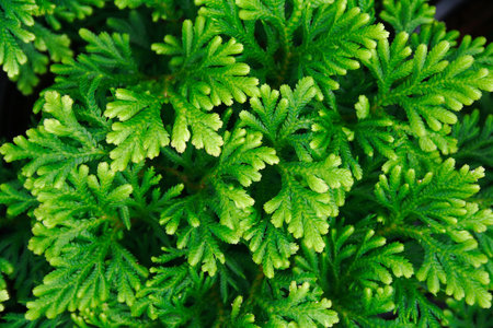 Top view of Selaginella tamariscina  P  Beauv   Springの写真素材