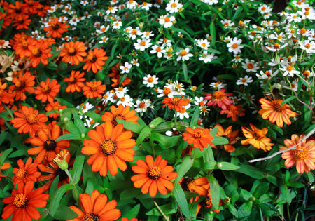 Beautiful Zinnia elegans, also known as Zinnia violacea Cav , are in a gardenの写真素材