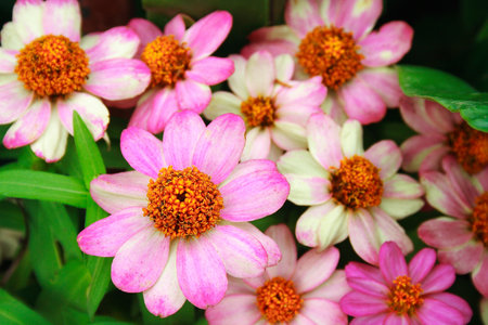 Beautiful Zinnia violacea Cav  in a gardenの写真素材