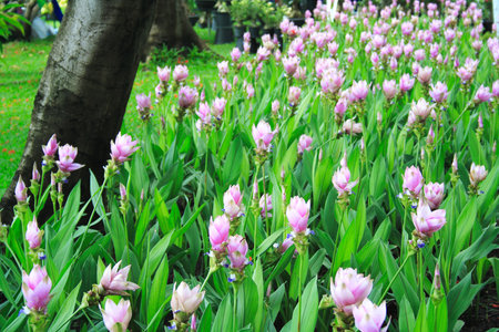 Flowers field of Curcuma Alismatifolia or Siam Tulip or Summer Tulip  Chiang Mai Pink の写真素材