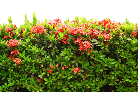 Red Ixora coccinea  or Jungle Geranium, Flame of the Woods, and Jungle Flame  isolated on white backgroundの写真素材