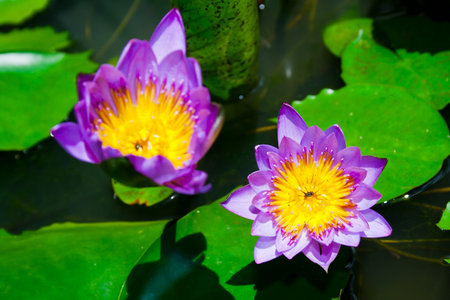 Blurred lotus and focus lotus in a pondの写真素材
