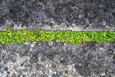 Grass grow in concrete floor