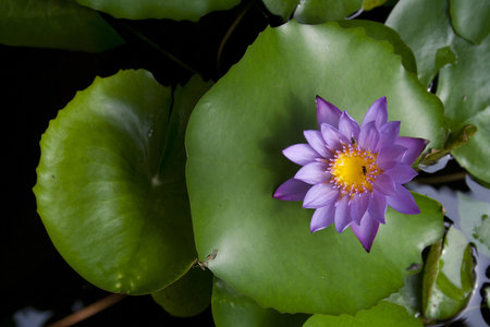 Top View of a Purple Lotus on Lotus Leafの写真素材
