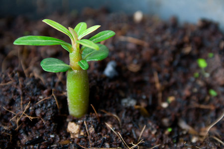 Young Adenium Obesumの写真素材
