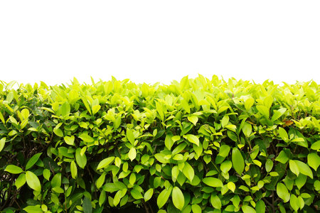 Landscape of Ficus altissima Blume or council tree isolated on white backgroundの写真素材