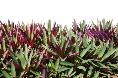 Tradescantia spathacea Swartz isolated on white backgroundの写真素材