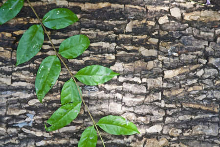 Closeup shot of trunk and leaves of treeの写真素材