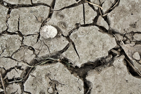 Shell fossil on dry earthの写真素材