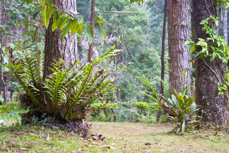 Tropical plant in Thai national parkの写真素材