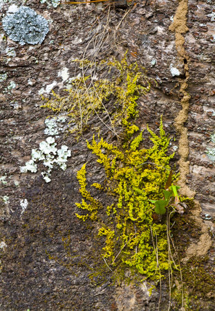 The parasite on pine tree barkの写真素材