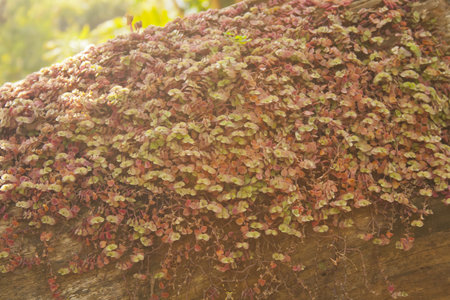 Little leaves hold on a log