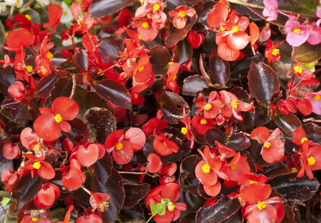 Red Wax Begoniasの写真素材