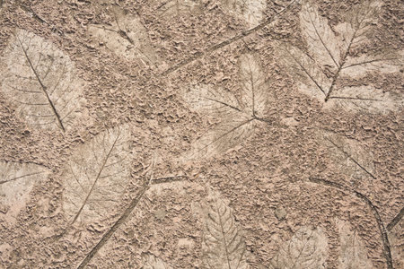 Design fossil on brick floorの写真素材