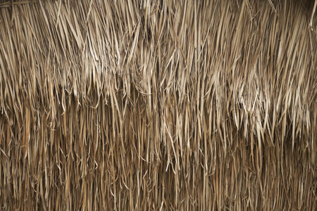 Wall of a house made from Nypa fruticans  nipa palm の写真素材