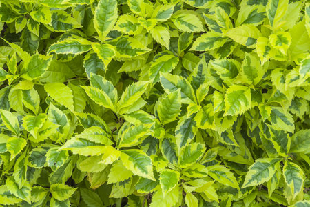 Graptophyllum pictum