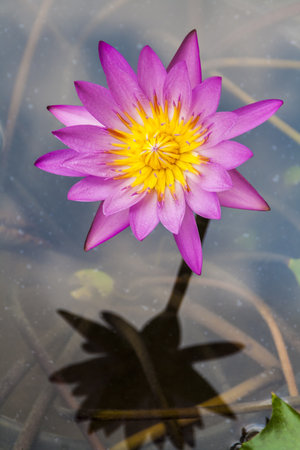 A purple lotus flowerの写真素材