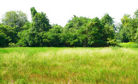 Landscape view of field isolated on white skyの写真素材