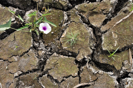 Small flower plant growing in dry soilの写真素材