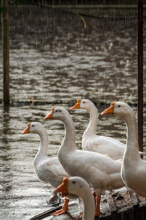 White geese in the rainy dayの写真素材