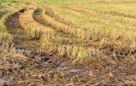Rice stubble in rice fieldの写真素材