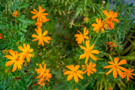 Cosmos is native to scrub and meadowland in Mexico