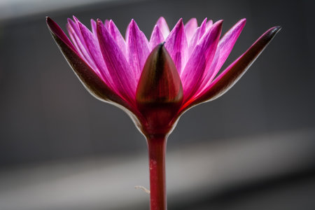 Nymphaea caerulea flower is a water-lily in the genus Nymphaea plantsの写真素材