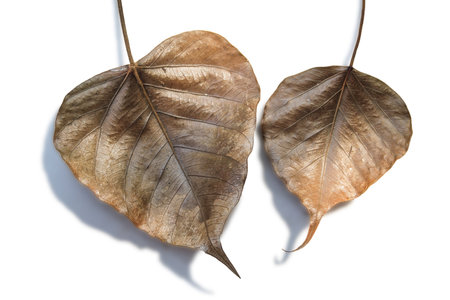 Dry leaves of a Ficus religiosa or Sacred Fig isolated on white backgroundの写真素材