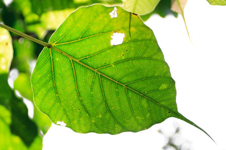 Fresh leaves of a Ficus religiosa or Sacred Fig