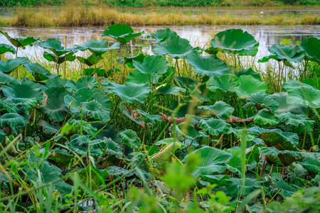 The Nelumbo nucifera flowering plants field at countryside of Thailand