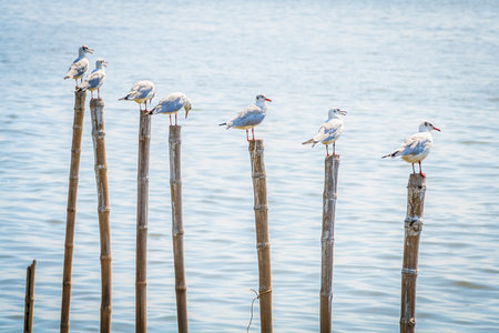 All seagulls birds migrate from northern region of Asia to Thailand  Gulls or seagulls are seabirds of the family Laridae in the sub-order Lariの写真素材