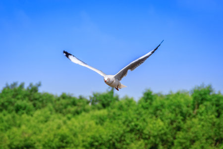 A flying seagull hovers over mangrove forest  Gulls or seagulls are seabirds of the family Laridae in the sub-order Lariの写真素材