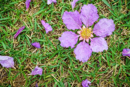 Lagerstroemia speciosa flowers drop on lawn in garden