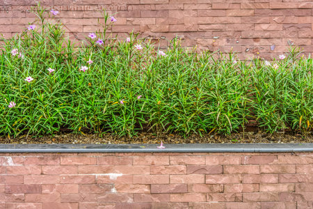 Ruellia tuberosa is also known as Minnie Root, Fever Root, Snapdragon Root and Sheep Potato  This plant is a species of flowering plantの写真素材