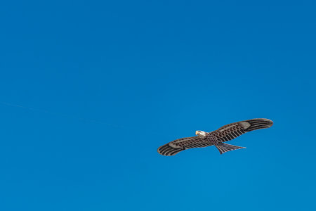 Hawk kite flying in blue sky