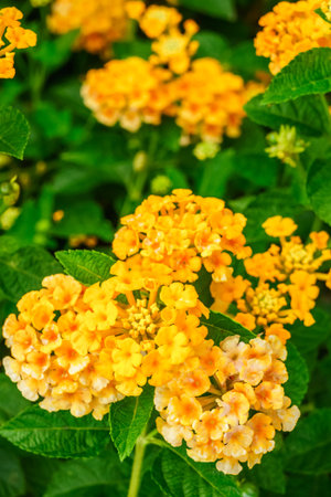 Lantana camara is also known as big sage (Malaysia), wild sage, red sage, white sage (Caribbean) and tickberry (South Africa). It is a species of flowering plant within the verbena family, Verbenaceaeの写真素材