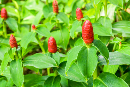 Cheilocostus speciosus flowers in public park, Bangkok, Thailand