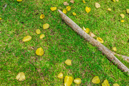 Fall foliage of Ficus religiosa leaves on green lawnの写真素材