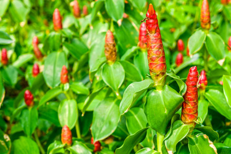 Cheilocostus speciosus flowers in public park, Bangkok, Thailandの写真素材