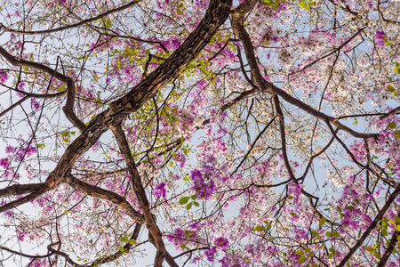 Lagerstroemia speciosa tree with pink flowers